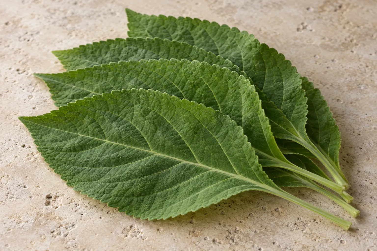 Hojas frescas de Salvia divinorum apiladas sobre piedra clara