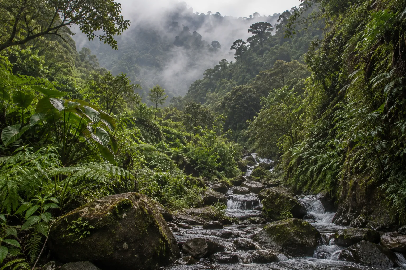 Barranca húmeda con helechos y un arroyo en la sierra de Oaxaca